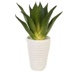 Agave in Layered White Pot