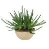 Agave in Oval Vase with Shellish Sand Glaze