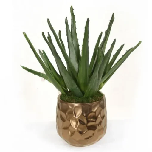 Agave Plant in Gold Planter