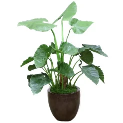 Alocasia Plant in Black Glazed Planter