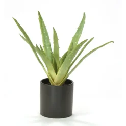 Aloe Plant in Matte Black Earthenware Pot (Sold in Multiples of 2)