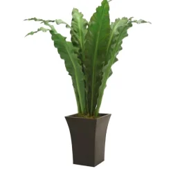 5' Anthurium Jenmani Plant in Flared Graphite Metal Planter