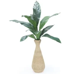Aspipistra Plant in Abaca Vase
