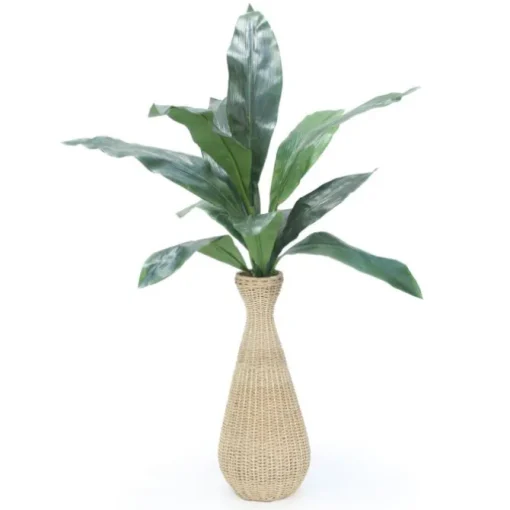 Aspipistra Plant in Abaca Vase