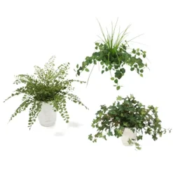 Assorted Greenery in White Ceramic Planter (Pk 3)