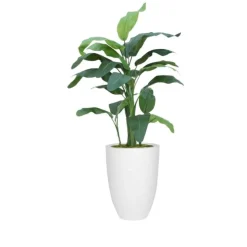 6' Banana Tree in Tall White Planter