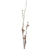 4.5' Berry Branch Mulberry  (Sold in Multiples of 6)