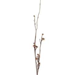 4.5' Berry Branch Mulberry  (Sold in Multiples of 6)