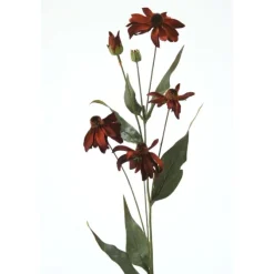 29" Black Eyed Susan in Dark Rust  (Sold in Multiples of 12)