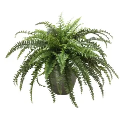 Boston Fern in Black Orb Planter