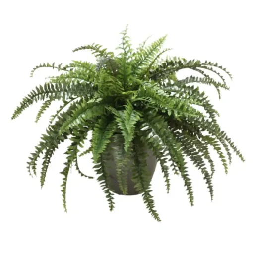 Boston Fern in Black Orb Planter