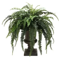 Boston Fern in Large Classic Urn