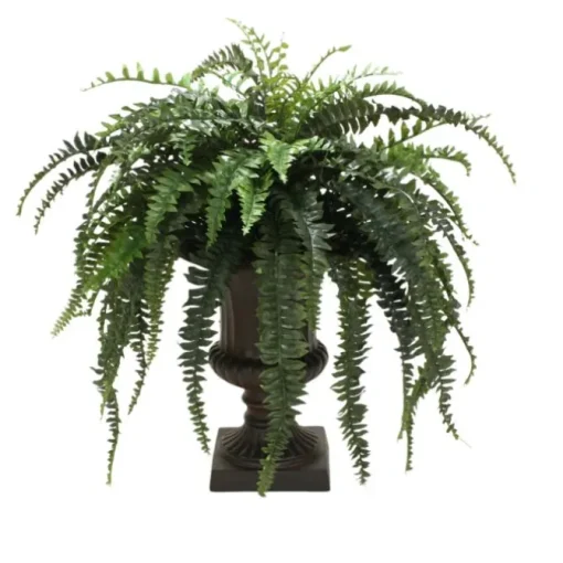 Boston Fern in Large Classic Urn