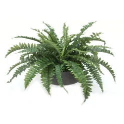 Boston Fern in Low Black Wash Bowl