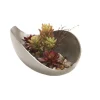 Burgundy Hen and Chicken and Succulents in Cosmic Curved Tray