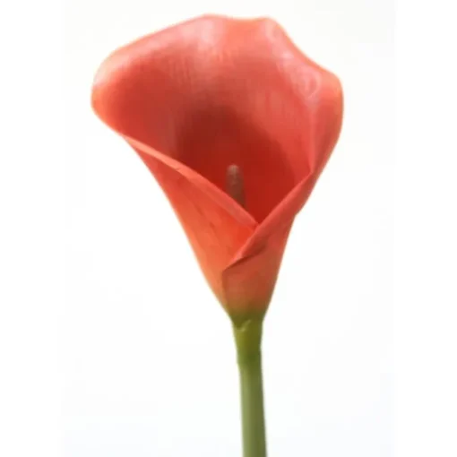 31" Calla Lily with Thick Stem Dark Rust