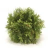 Cedar Pine Ball with Green Berries