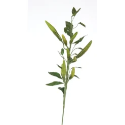 Chili Pepper Branch of Green