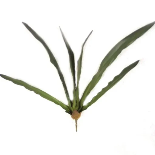 24" Cymbidium Leaf Plant No Roots  (Sold in Multiples of 6)