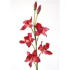 Cymbidium Orchid in Fuchsia Pink
