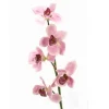 Cymbidium Orchid  (Sold in Multiples of 12)