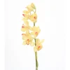 31" Cymbidium Stem x 1