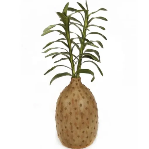 Dendrobium Leaves in Tall Cork Planter