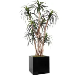 6.5' Dracaena Tree in Block Planter