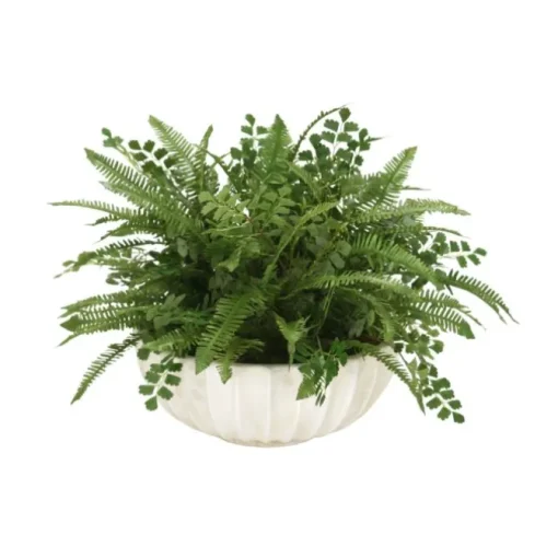 Fern Mixture in Ivory Highland Bowl
