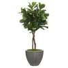 6' Fiddle Leaf Tree Dark Grey Vertically Ridge Planter