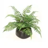Forest Fern in Round Planter