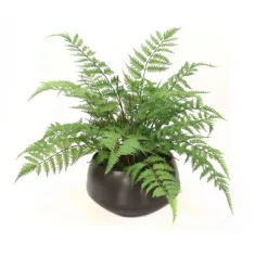 Forest Fern in Round Planter