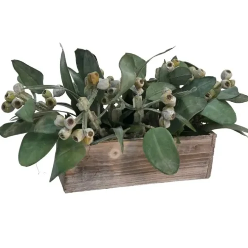 Frosted Eucalyptus in White Box
