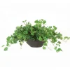 Geranium Bush in Oval Planter