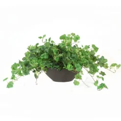 Geranium Bush in Oval Planter