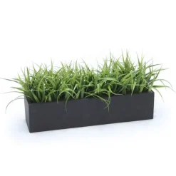 Grass in Black Box