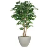5' Green Ficus Tree in Vertically Ridge Planter