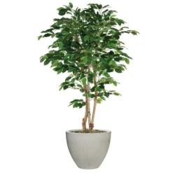 5' Green Ficus Tree in Vertically Ridge Planter