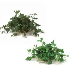 Greenery Assortment in Saucer- Set of 2