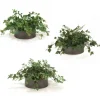 Greenery Assortment Set of 3 in Bronze Container