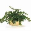 Greenery Assortment Set of 3 in Bronze Container