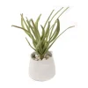 Grey Green Succulent in White Planter with White Rocks