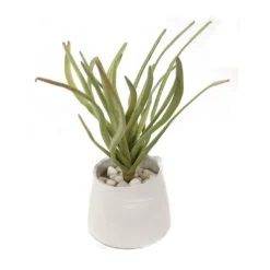 Grey Green Succulent in White Planter with White Rocks