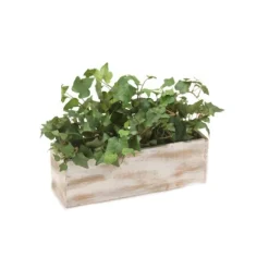 Hedera Ivy in Whitewash Wooden Planter
