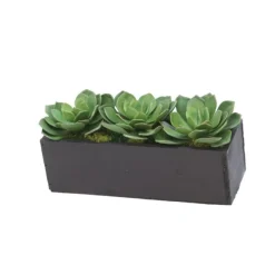 Hen and Chicken Succulents in Black Planter