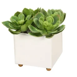 Hen and Chickens in White Box