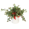 Holly Berry in White Wash Planter