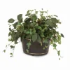 Ivy and Bayleaf in Oval Tole Planter