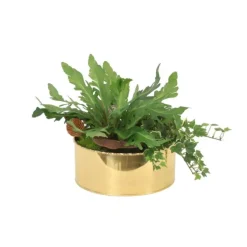 Ivy in Brass Container