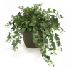 Ivy in Rust Clay Pot